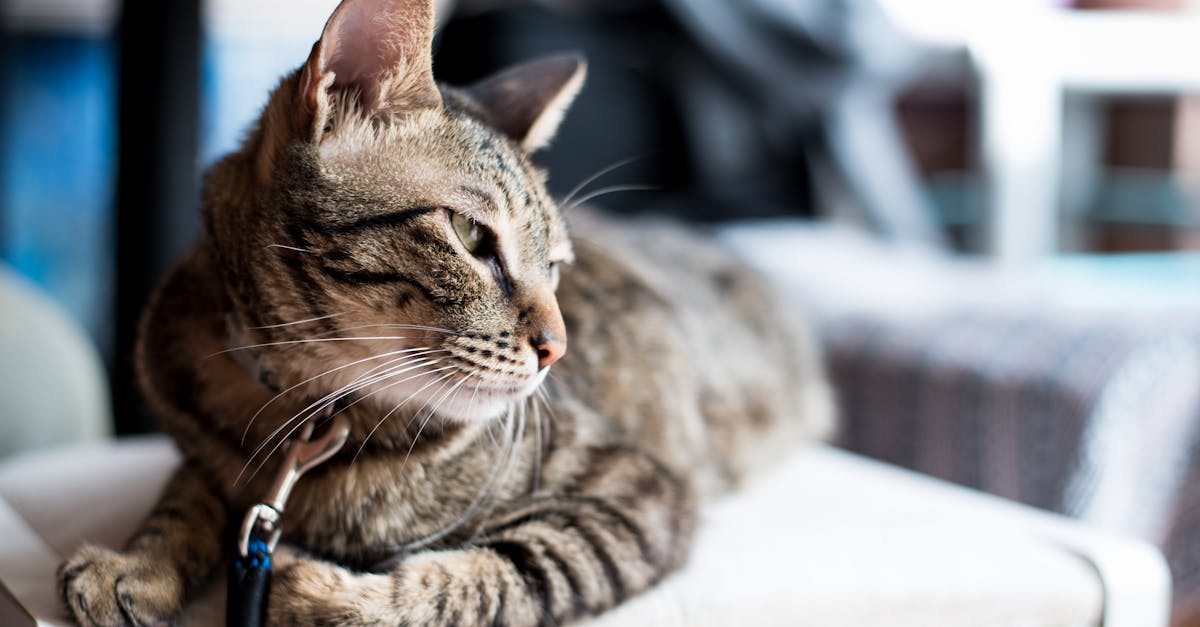 découvrez notre sélection de colliers pour chats, alliant confort, sécurité et style. offrez à votre félin un accessoire tendance qui garantit sa sécurité grâce à des fonctionnalités innovantes.