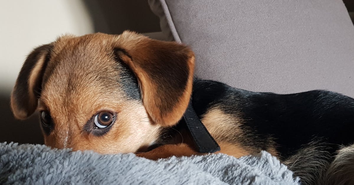 découvrez notre sélection de colliers pour chiens, alliant style et confort. trouvez le collier idéal pour votre compagnon à quatre pattes, adapté à toutes les tailles et personnalités. offrez à votre chien sécurité et élégance lors de ses promenades.